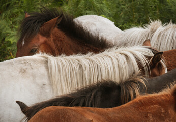 Padr&atilde;o de dorsos e crinas de cavalos selvagens