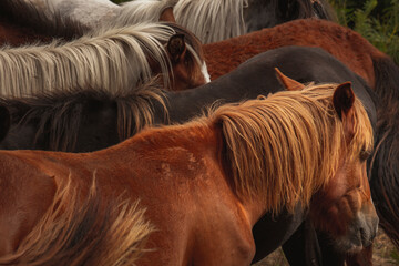 Padr&atilde;o de dorsos e crinas de cavalos selvagens