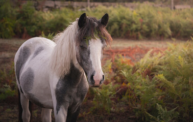 Lindo cavalo branco  ecinza na floresta