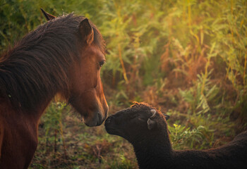 Cavalo e ovelha a se observar no campo
