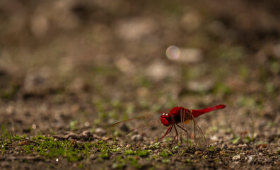 Macro de inceto vermelho libelinha