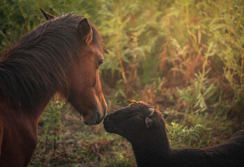cavalo e ovelha a dar um beijo