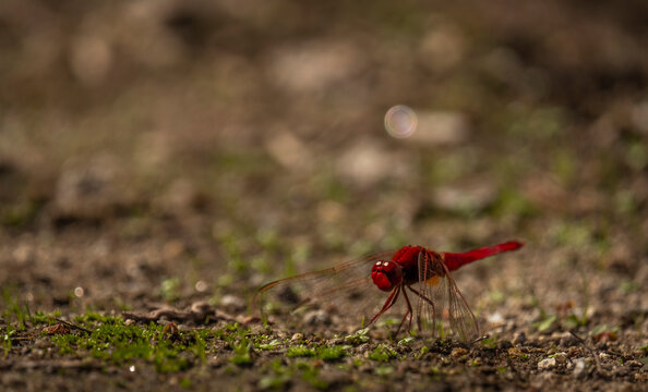 Macro de inceto vermelho libelinha
