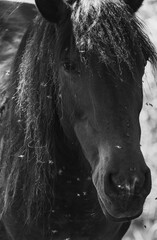 Close up de cavalo com moscas preto e branco