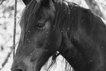 Close up de cabe&ccedil;a de cavalo com moscas preto e branco