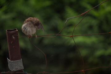 Passaro a bicar a asa