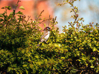 bird on tree