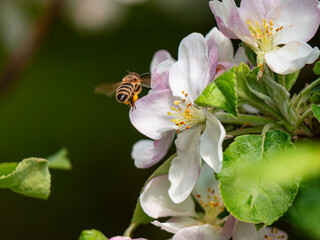bee on a flower