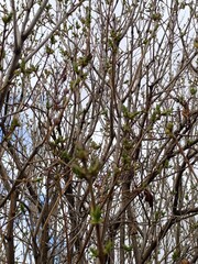 Lilac blossoms in early spring. Lilac branches with buds.