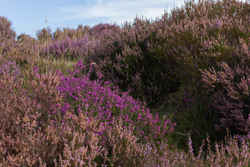 A purple flowering heather bush.	
