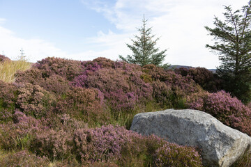 Irish landscape with blooming heather