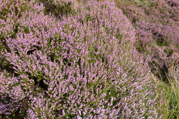 A purple flowering heather bush.	