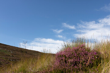A purple heather field and blue sky