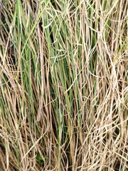 Fresh green grass in the dry early spring.