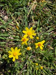 yellow flowers in the garden