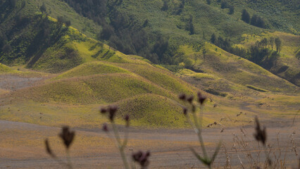 Wild edelweiss flower in foreground with Teletubbies Hill and savanna background at Mount Bromo,...