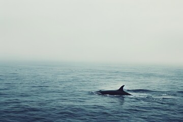 Fototapeta premium A martial arts artist performs a dynamic pose in front of an abstract watercolor background, The seemingly endless expanse of the ocean stretching out behind a solitary whale