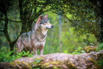 Curious gray wolf on the prowl in the forest