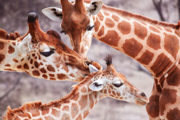 Close-up portrait of a family of giraffes, parents and their calf