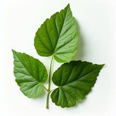 Obraz premium green leaf isolated on white