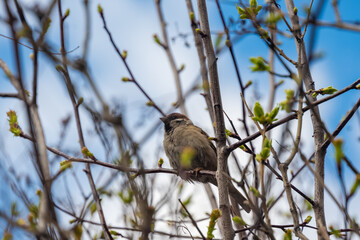 Bird at spring. Blue sky background. High quality photo. Soft focus