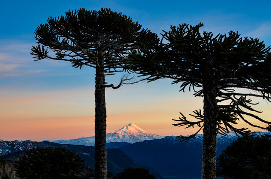 Araucarias mirano al Volc&aacute;n Llaima