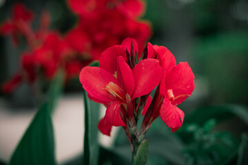 Canna Red Lily blooming in spring