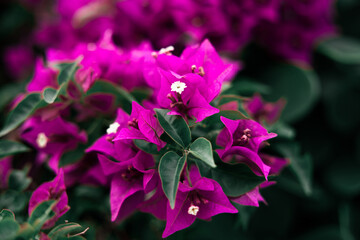 Bougainvillea flower blooming in spring