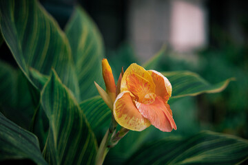 A singular Orange flower blooming in South Florida