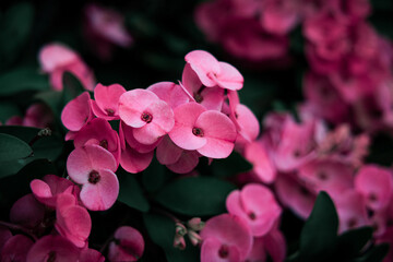 Small Pink Flowers on dark background