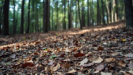 Obraz premium Natural Forest Floor Background with Ample Copy Space for Product Placement