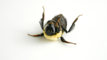 Decline of bee populations. Large garden bumblebee macro isolated on white background. Bombus ruderatus. Bee dying from cold spring frost bit due climate change and flowering host plants patterns.