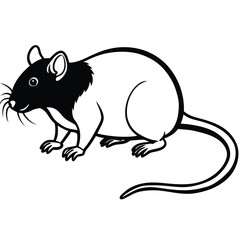 rat on a white background