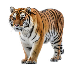 Obraz premium The bengal tiger isolated on white background