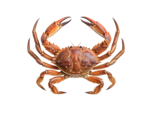 A crab isolated on white background