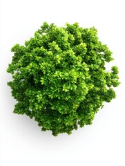 Obraz premium Lush Green Bush on White Background Overhead View Capturing Vibrant Foliage and Natural Beauty Ideal for Landscaping and Gardening Concepts