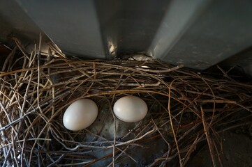 pigeon eggs in a nest