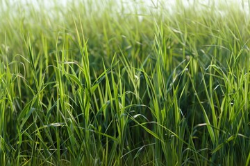 Obraz premium A close-up photograph showcasing a field of tall green grass with subtle variations in height and density, Subtle variations in height and density of the grass strands