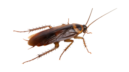 Cockroach isolated on white