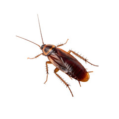 Cockroach on white background