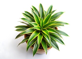Fototapeta premium top view of potted houseplant dracaena on white background.jpg