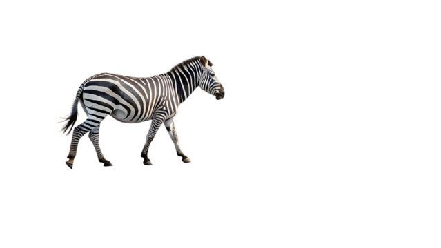 a straight horizonta view of a zebra crossing isolated on white background,PNG