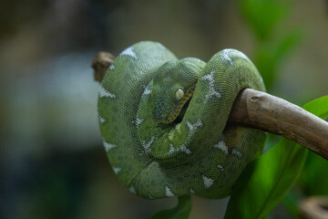 Baby emerald tree boa snake coiled on a tree branch_Corallus caninus_front view.