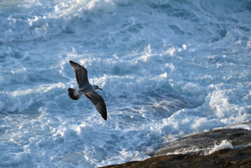 A seagull flies over the stormy surf near the rocks