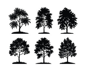 Fototapeta premium Birch Tree Silhouette Format on White Background