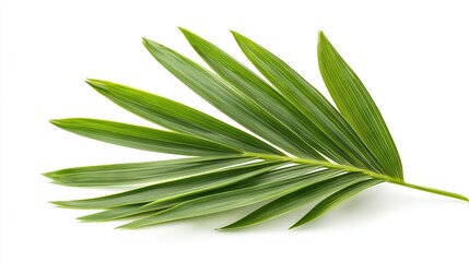 Fototapeta premium A high-resolution zoom-in of a green foliage against a pure white backdrop, featuring a precise mask that covers the upper part