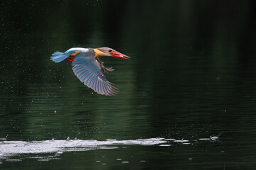 Stork-billed Kingfisher, Pelargopsis capensis, in flight after diving and catching fish in water, massive kingfisher with a large scarlet bill, habitat near lake or pond, fish prey in bird mount