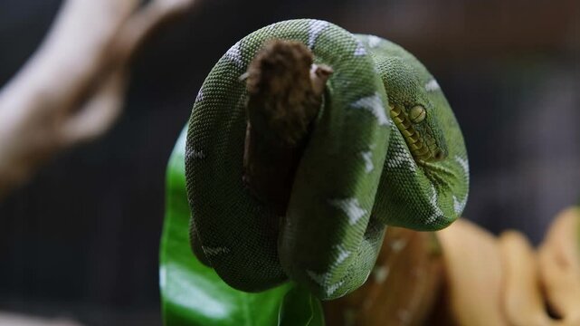 Closeup of a baby emerald tree boa snake coiled around a tree branch_Corallus hortulanus.