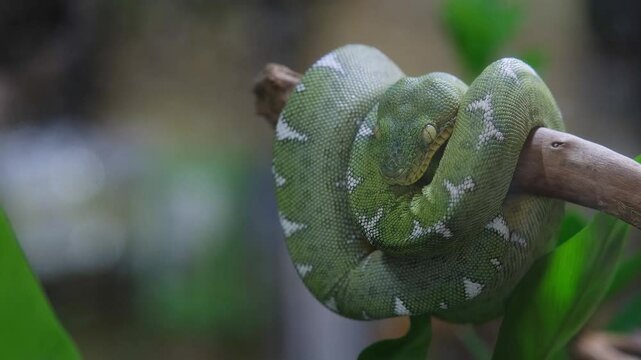 Closeup of a baby emerald tree boa snake coiled around a tree branch_Corallus hortulanus_front view.