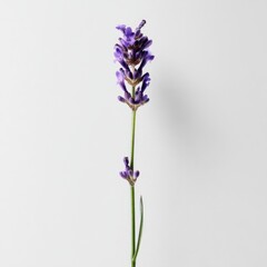 Obraz premium Captivating lavender blossom on a pristine white backdrop showcasing delicate floral beauty and minimalist botanical elegance